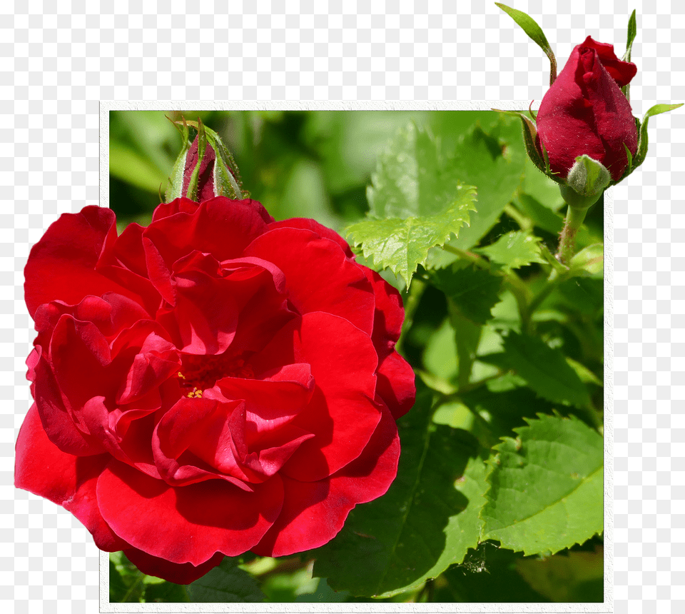 Rosas Vermelhas Broto Moldura Hybrid Tea Rose, Flower, Geranium, Plant, Petal Free Png