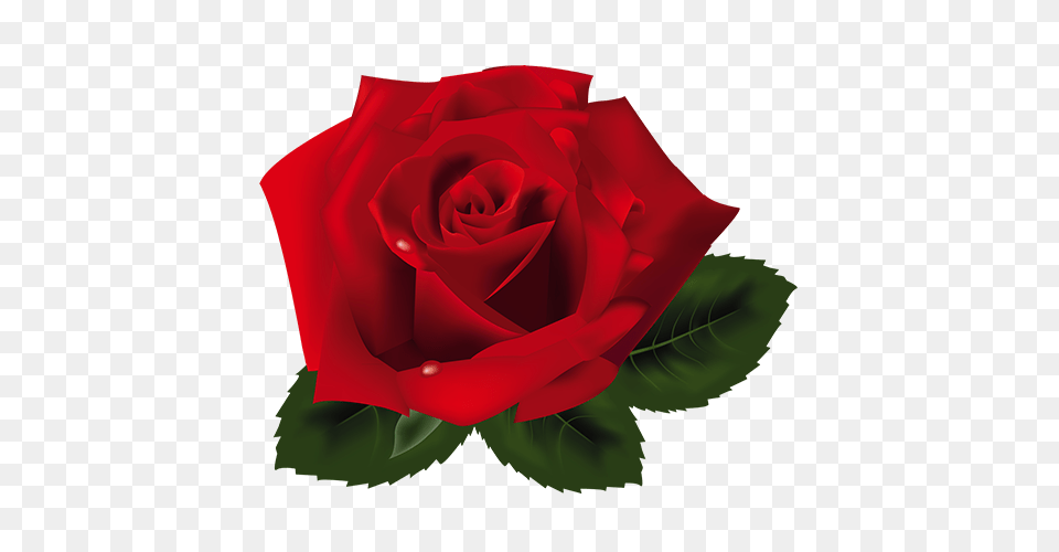 Rosas Vermelhas Image, Flower, Plant, Rose Png