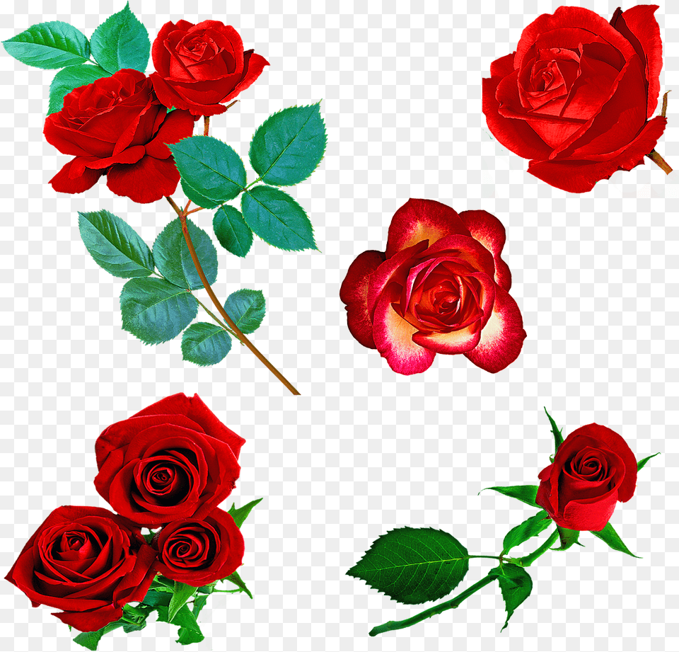 Rosas Vermelhas Rosas Red Flor De Espinhos Flor Imagens De Rosas Vermelhas Em, Flower, Plant, Rose Free Png