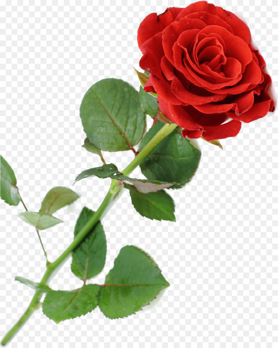 Rosas Vermelhas Rose Flowers Hd, Flower, Plant Free Png