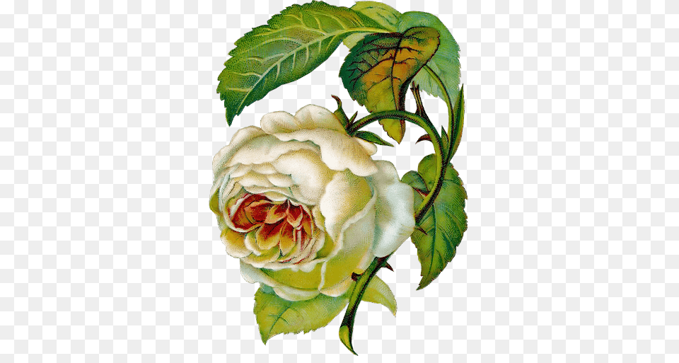 Rosas Vintage Para Scrap Rose, Flower, Plant, Art, Painting Free Transparent Png