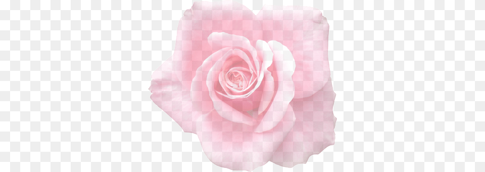 Rose Flower, Petal, Plant Png Image