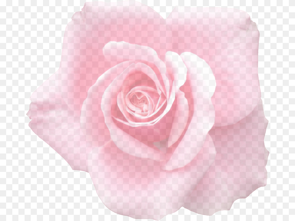 Rose Flower, Petal, Plant Free Transparent Png