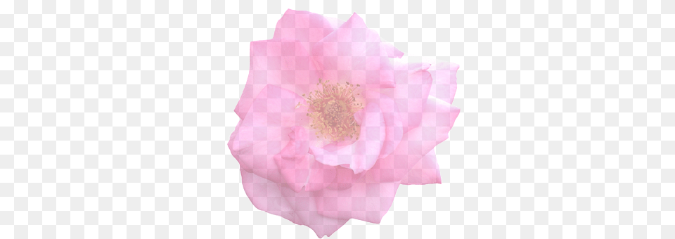 Rose Flower, Petal, Plant, Pollen Png
