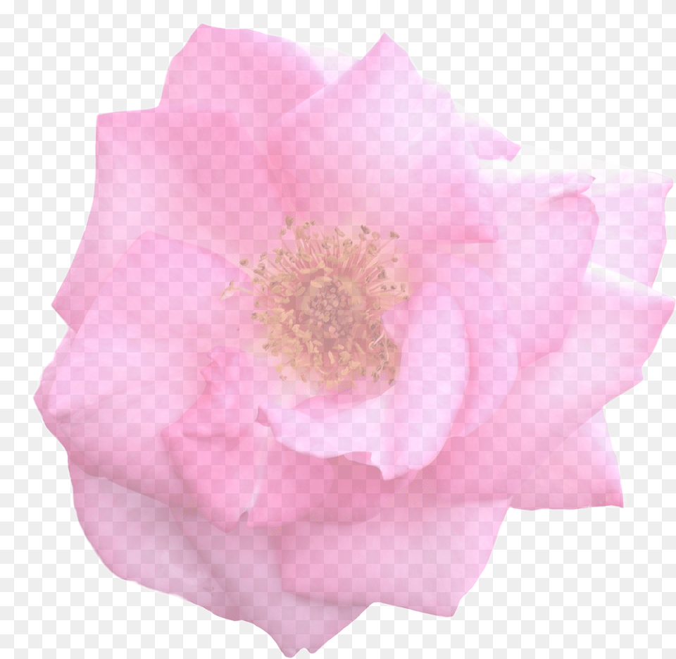 Rose Flower, Petal, Plant, Pollen Png Image