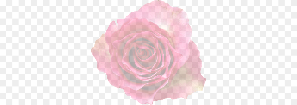 Rose Flower, Plant, Petal Png