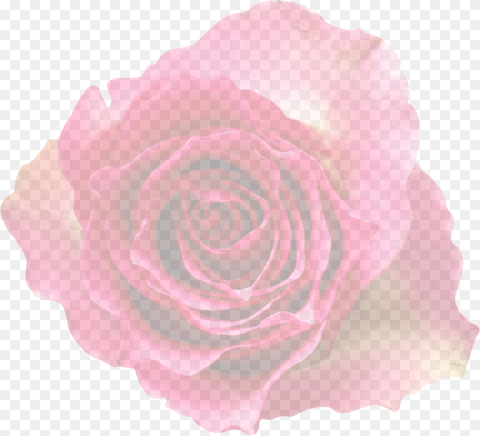 Rose Flower, Plant, Petal Png Image