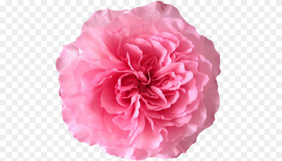 Rose, Carnation, Flower, Petal, Plant Png Image
