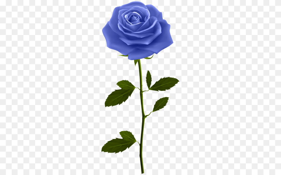 Rose, Flower, Plant Png Image