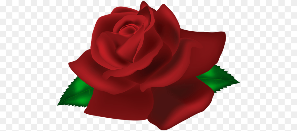 Rose, Flower, Plant Free Png