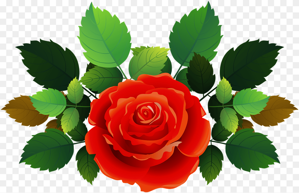 Rose, Flower, Plant, Leaf Free Transparent Png