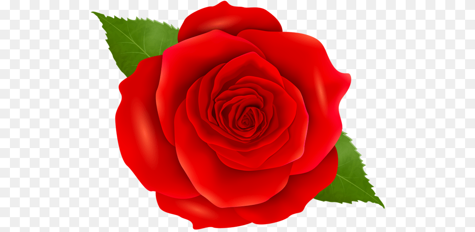 Rose, Flower, Plant Png Image