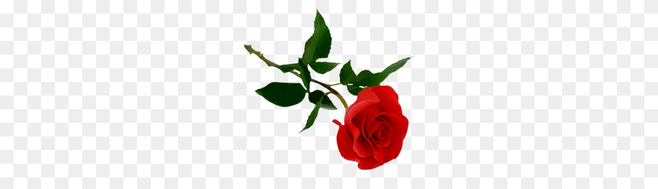 Rose, Flower, Plant, Leaf Free Transparent Png