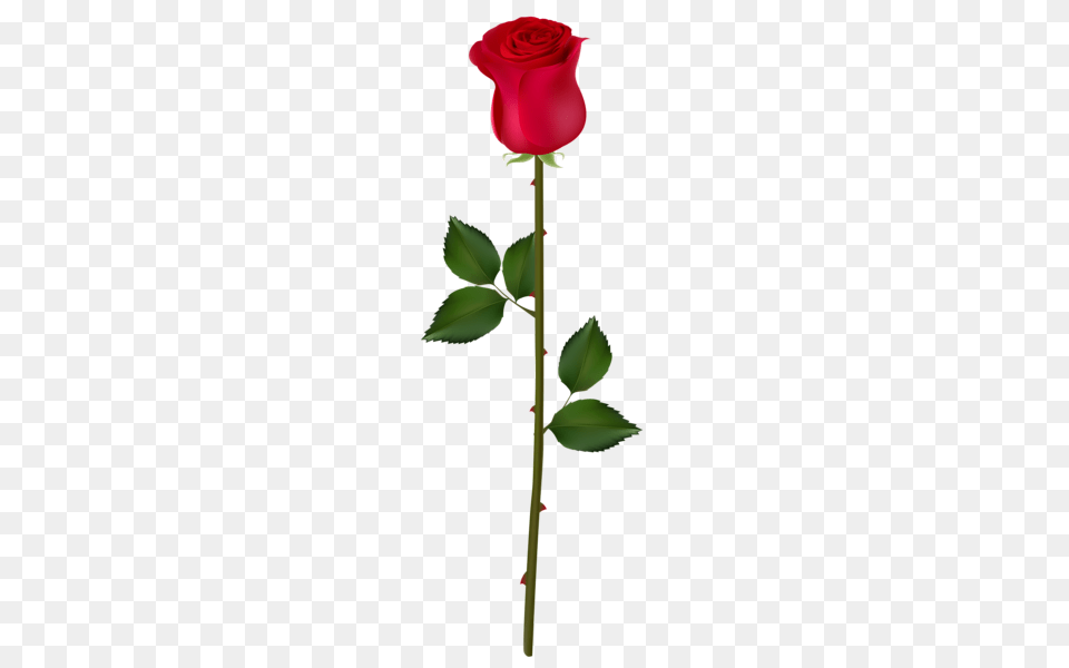 Rose, Flower, Plant Png