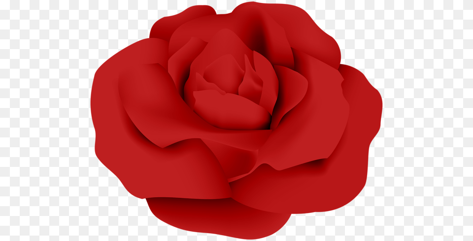 Rose, Flower, Plant, Petal Free Transparent Png