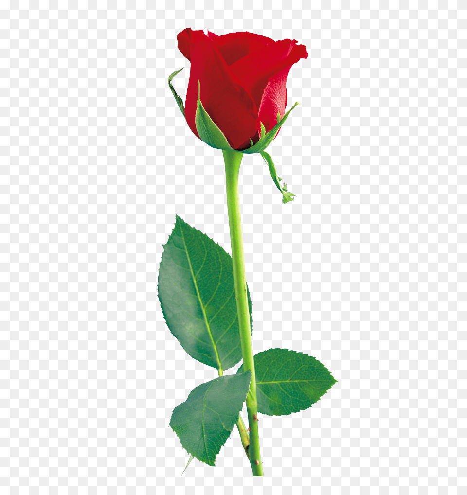 Rose, Flower, Plant Free Png