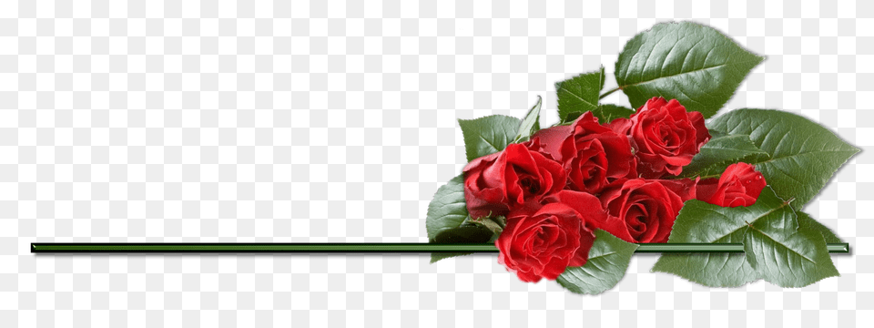 Rose, Flower, Flower Arrangement, Flower Bouquet, Plant Free Png Download