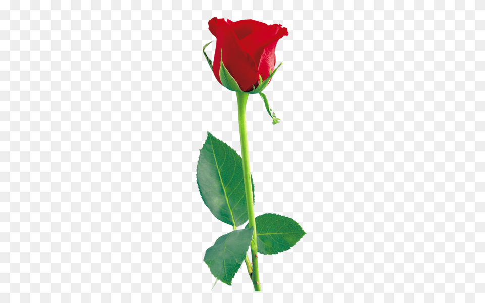 Rose, Flower, Plant Png Image