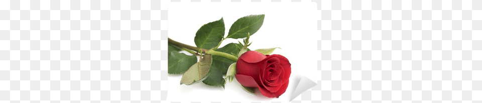 Rose, Flower, Plant Free Png Download