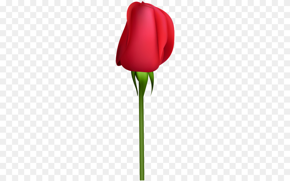 Rose, Flower, Petal, Plant, Tulip Png Image