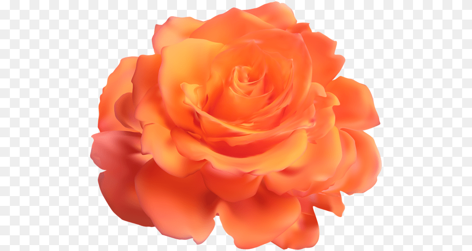 Rose, Flower, Petal, Plant Free Transparent Png