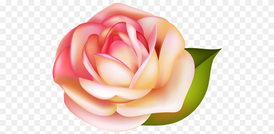 Rose, Flower, Petal, Plant Free Png