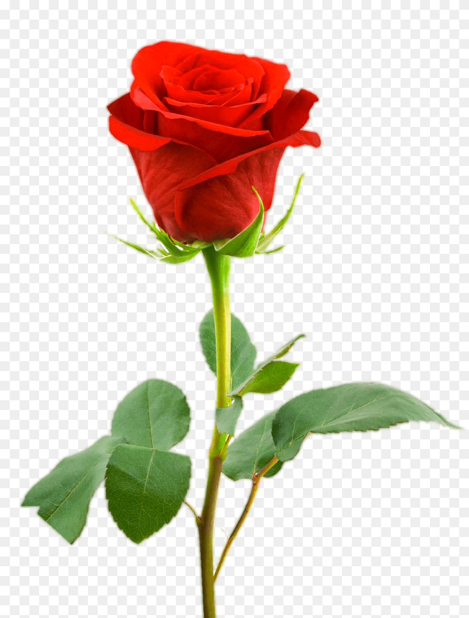 Rose, Flower, Plant Free Png