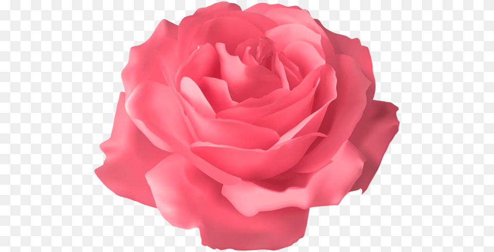 Rose, Flower, Petal, Plant, Carnation Free Transparent Png