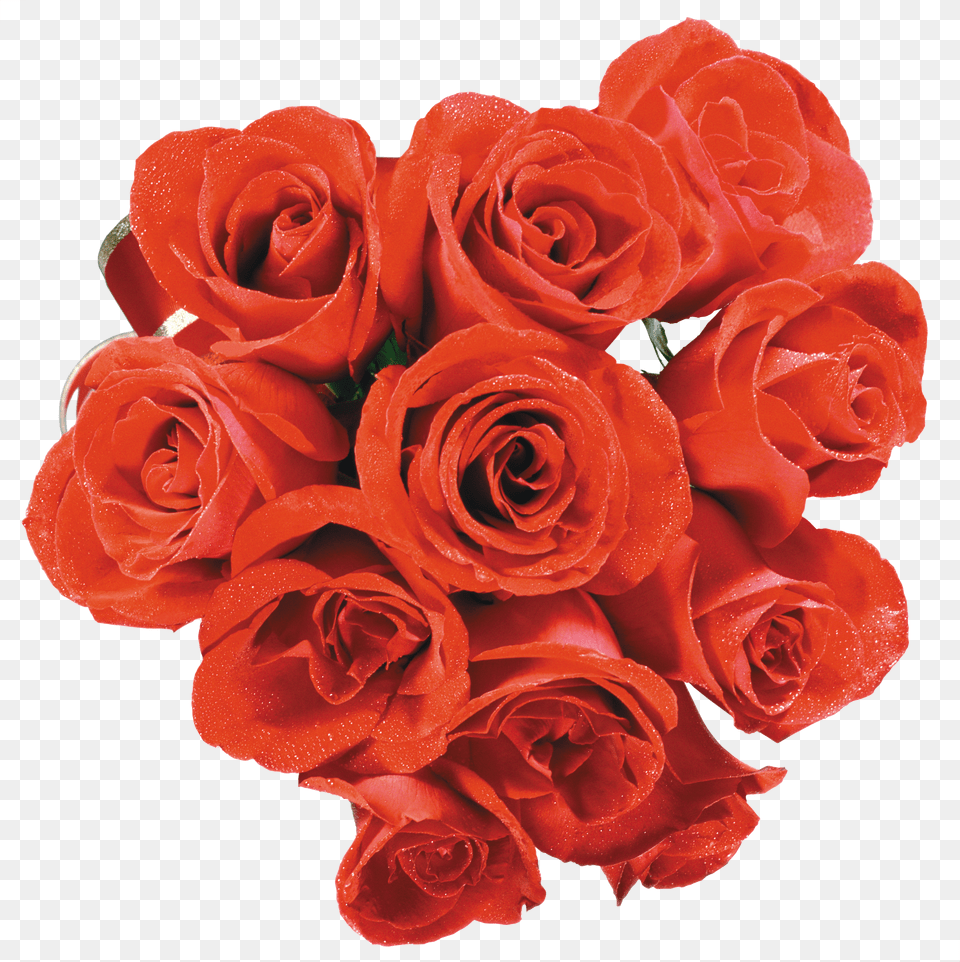 Rose Free Transparent Png