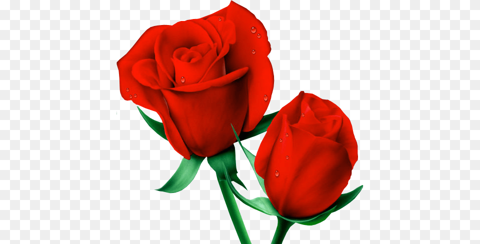 Rose, Flower, Plant Free Png