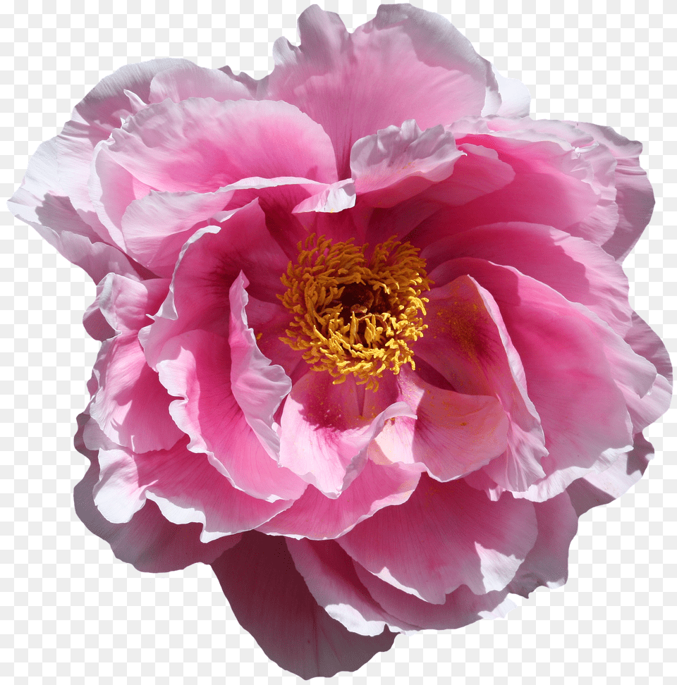 Rose Flower, Plant, Peony Free Png Download