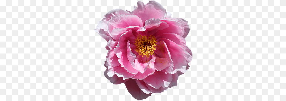 Rose Flower, Plant, Peony, Dahlia Png