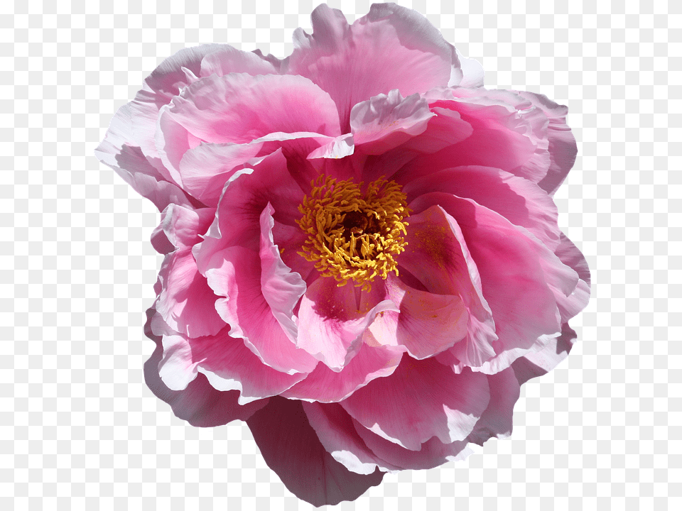 Rose Flower, Plant, Peony Png Image