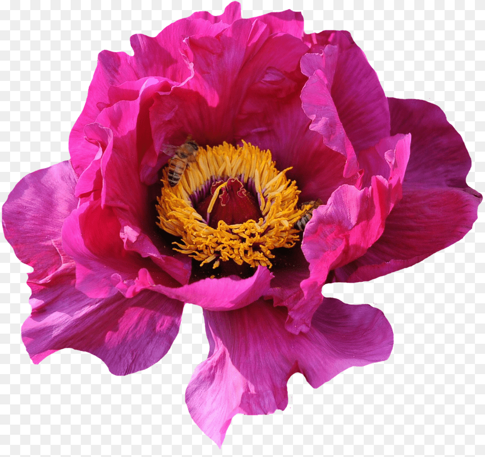 Rose Flower, Plant, Petal, Pollen Free Png Download