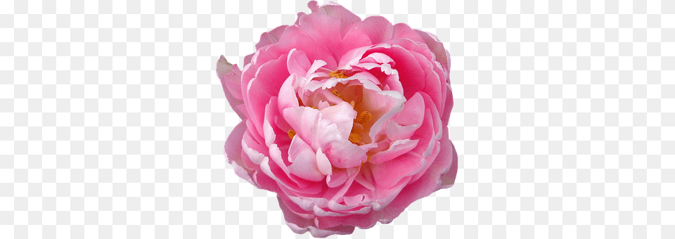 Rose Flower, Plant, Peony, Carnation Png Image