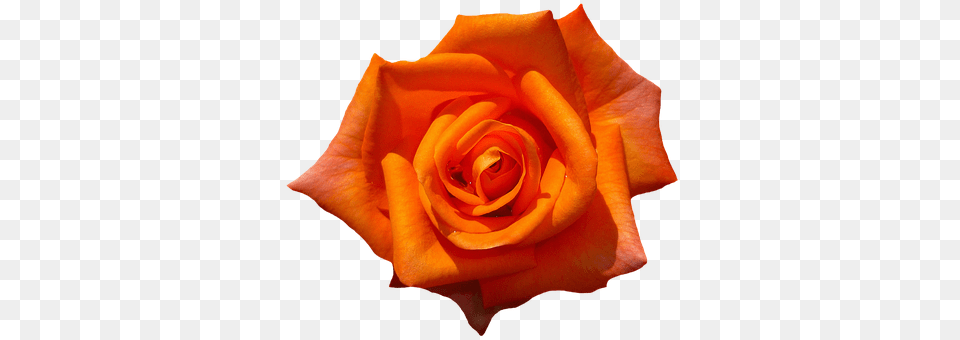 Rose Flower, Plant, Petal Free Png Download