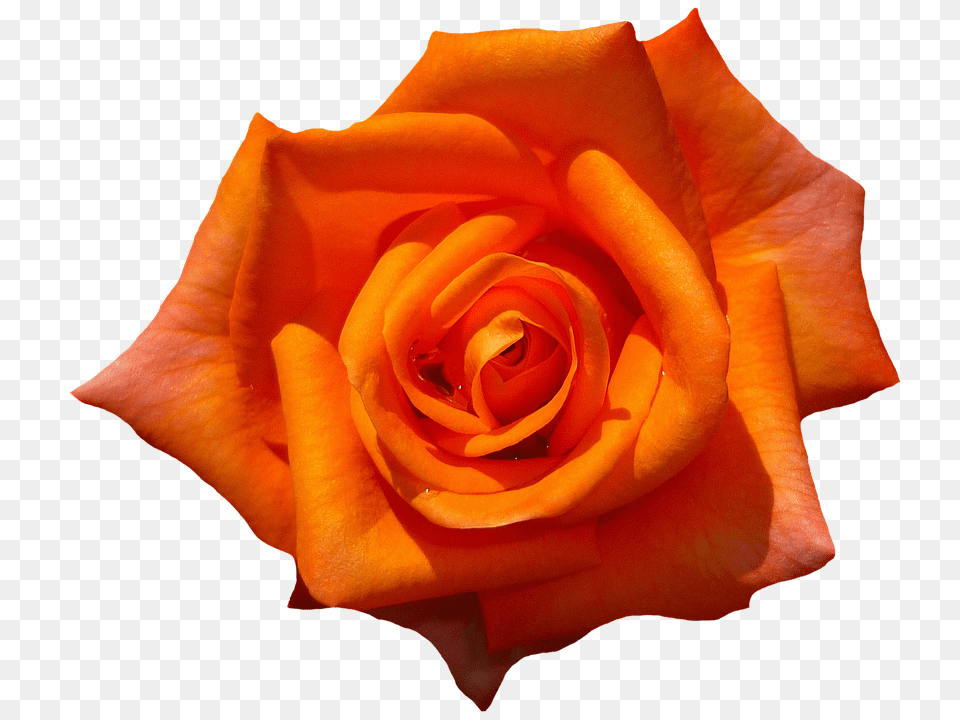 Rose Flower, Plant, Petal Free Png