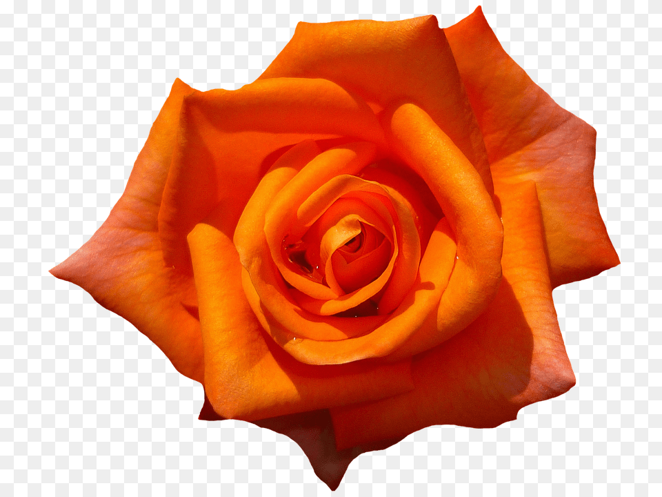 Rose 960 720 Orange Rose Transparent Botanical Name Of Rose, Flower, Plant, Petal Png