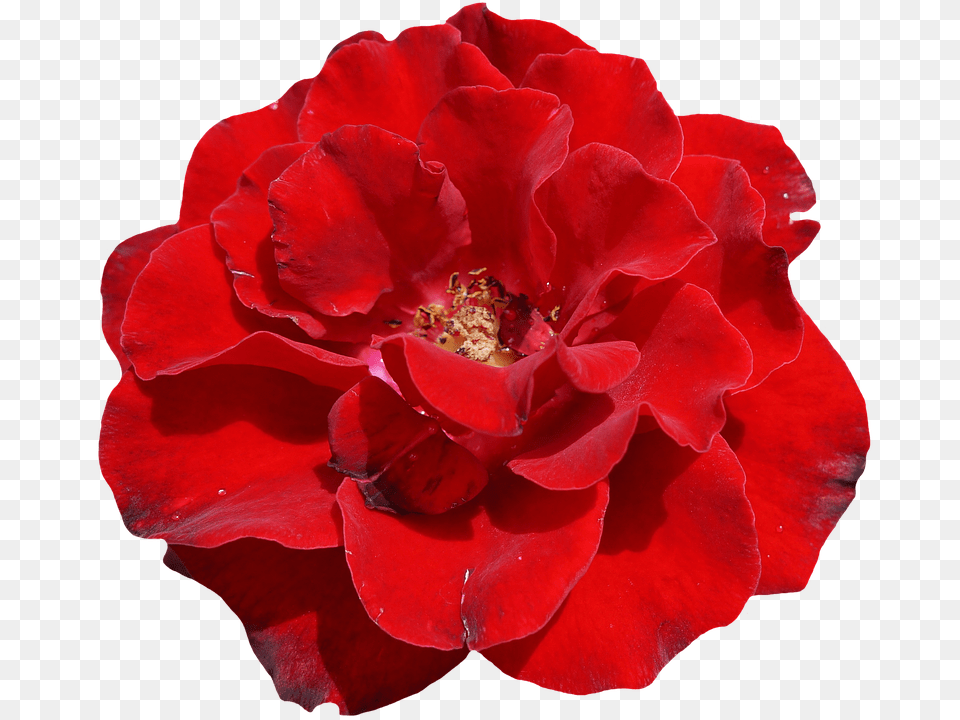 Rose Flower, Geranium, Petal, Plant Free Png