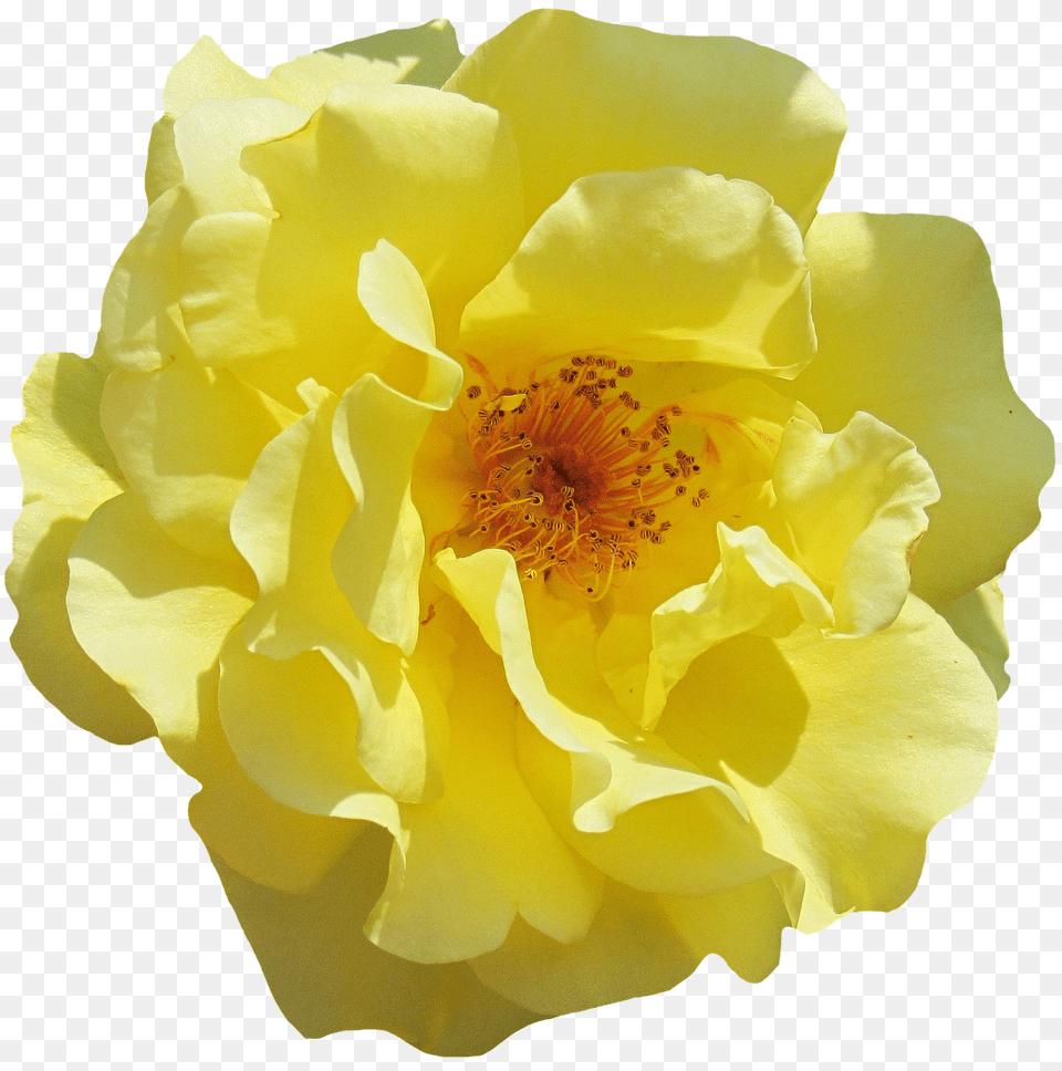 Rose Flower, Petal, Plant, Pollen Free Transparent Png