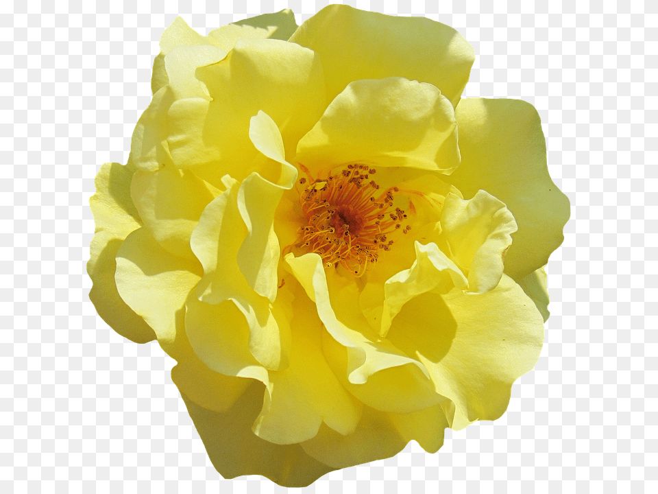 Rose Flower, Petal, Plant, Pollen Free Png