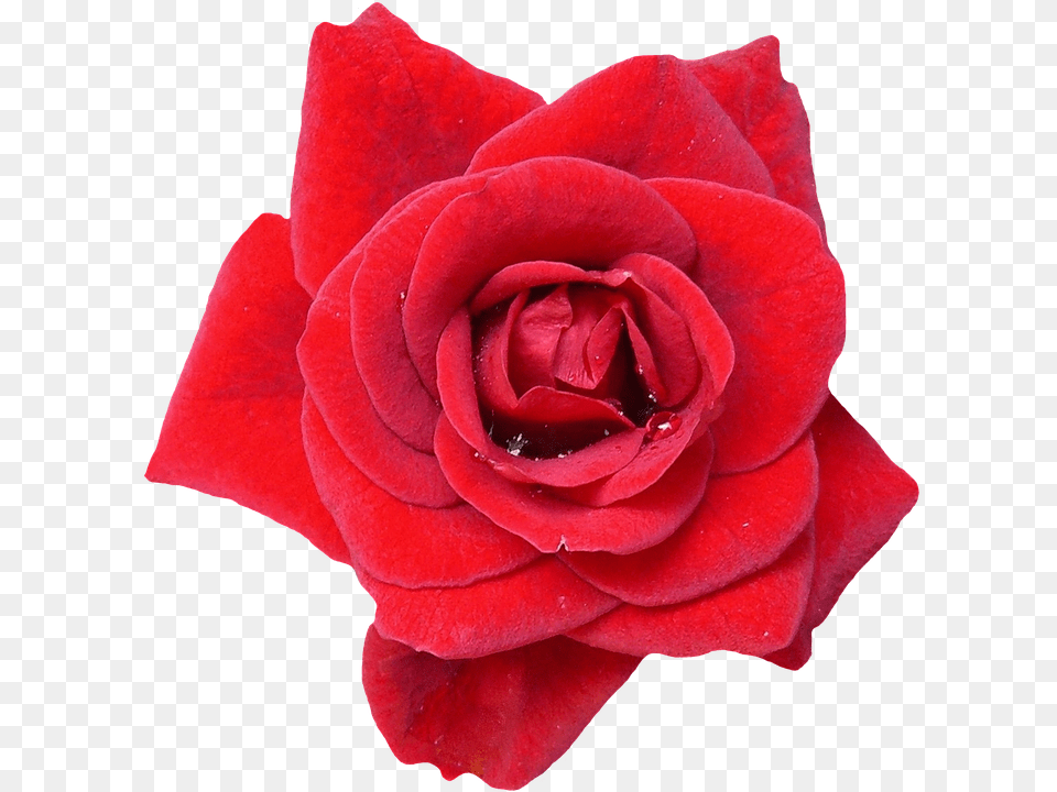 Rose Flower, Plant, Petal Png Image