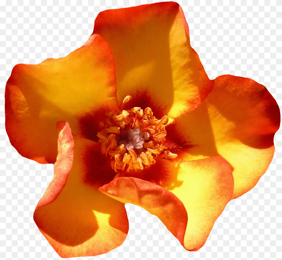 Rose Flower, Petal, Plant, Pollen Png Image