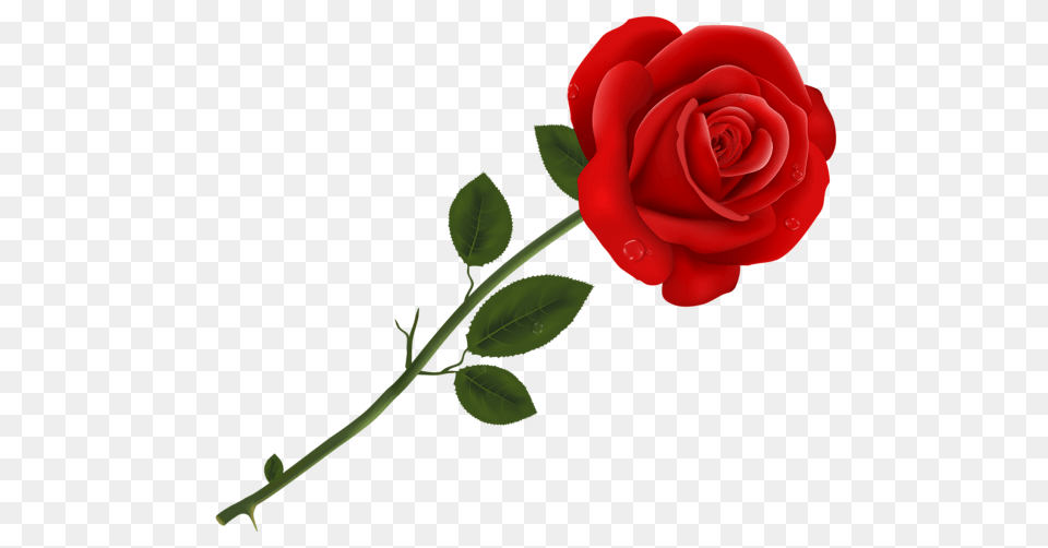 Rose, Flower, Plant Free Transparent Png