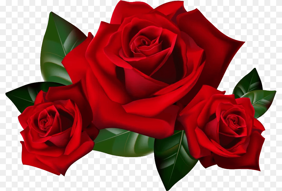 Rose, Flower, Plant Free Png