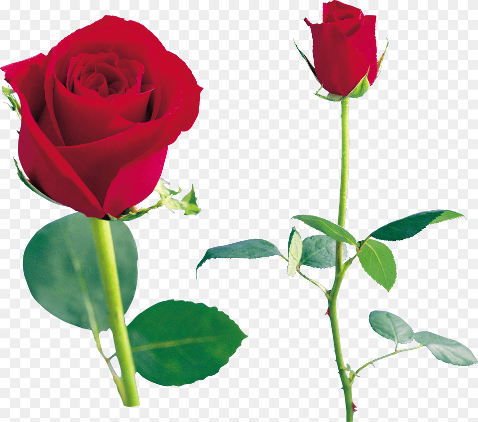 Rose Free Png Download