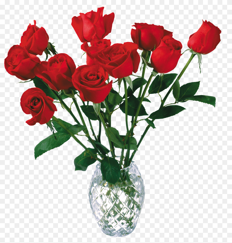 Rose Free Png Download