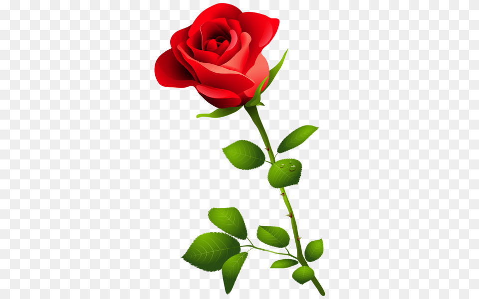 Rose, Flower, Plant Free Png Download