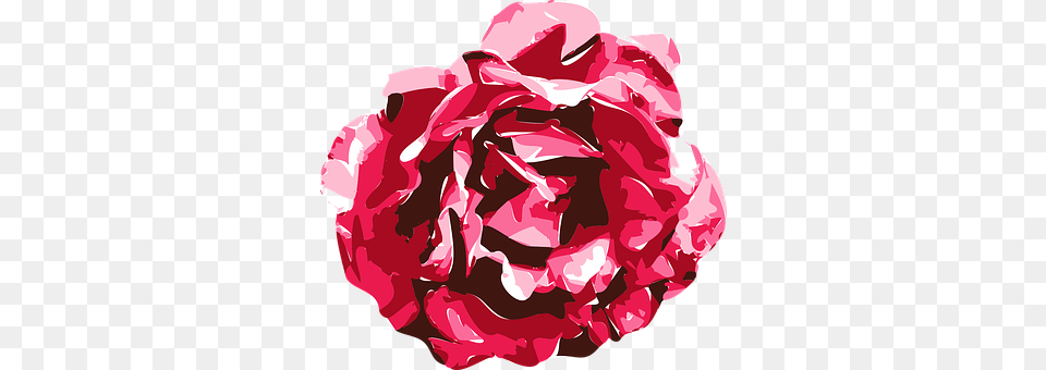 Rose Carnation, Flower, Petal, Plant Free Png Download