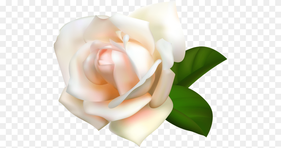 Rose, Flower, Plant, Petal, Baby Free Transparent Png